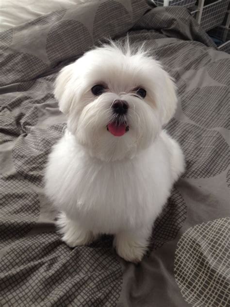 Maltese Haircut Styles 6 Cute Dogs Maltese Puppy Puppies