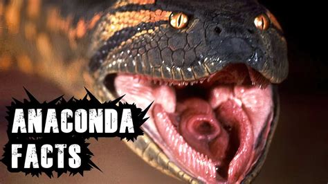 ANACONDA Facts You Have To Know About This Big Snake YouTube