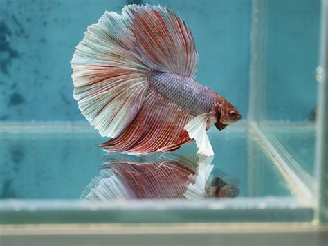 Halfmoon Betta Care Guide Pictures Lifespan And More Hepper