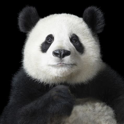 More Than Human Striking Animal Portraits From Tim Flach