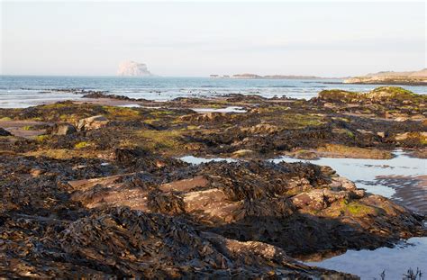 Rock Baixo North Berwick Escócia Foto Gratuita No Pixabay Pixabay