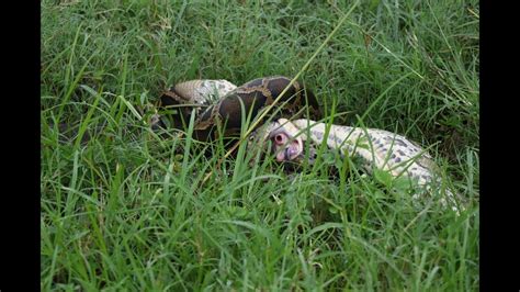 King Cobra Vs Python Worlds Longest Venomous Snake Dangerous Snake