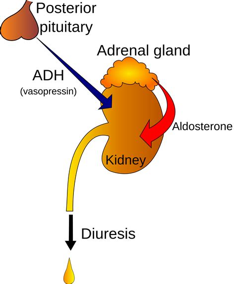 Antidiuretic Hormone Adh Synthesis Release Action