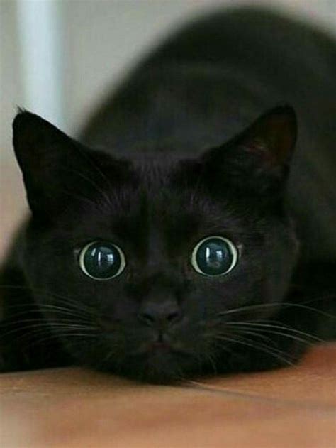 26 Best Blue Eyed Black Cats Images On Pinterest Black
