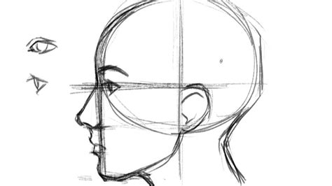 Outline Drawing Sketch Of Side Profile Of A Human Male Head And Anatomy