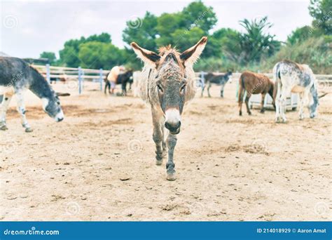 Group Of Donkeys Walking At The Farm Stock Image Image Of Adorable