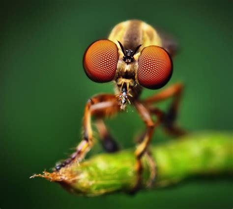 25 Most Beautiful Macro Photography Examples For Your Inspiration And