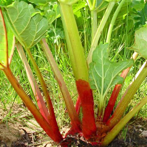 Buy Heirloom Rhubarb Plant Seeds