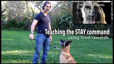 Teach Your Dog To Stay Pt 1 Using Food Robert Cabral Dog Training 9