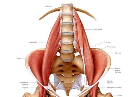 Músculo iliopsoas anatomia función inervación clínica