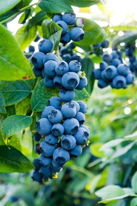 How To Grow And Care For Blueberries At Home Better Homes And Gardens