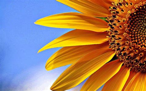 Sunflower Desktop Wallpaper Widescreen 1600x1000 Download Hd