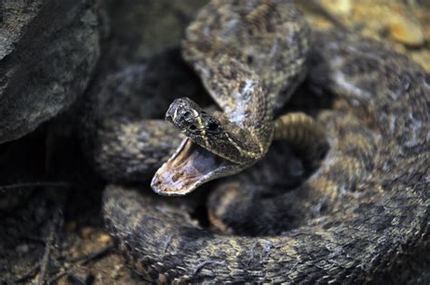 Rattle Snake Free Stock Photo Public Domain Pictures