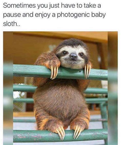 Baby Sloth Tumblr