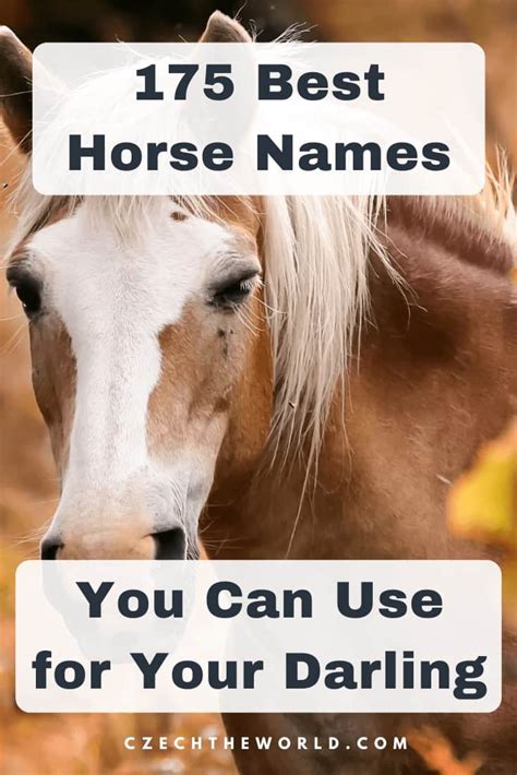 175 Best Horse Names You Can Use To Name Your Darling