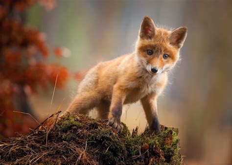 Download Baby Animal Cub Cute Animal Fox Hd Wallpaper
