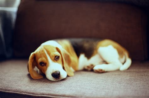 Beagle Puppy 3 Month Old Asahi Pentax Spotmatic Sp Smc T Flickr