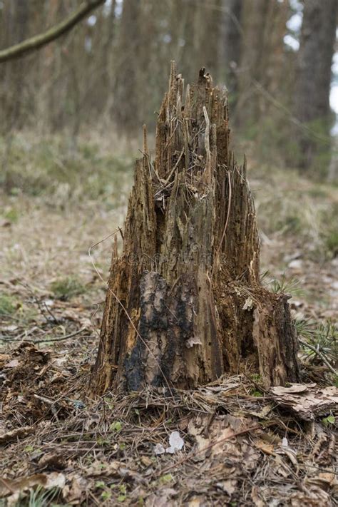 Rotten Tree Stump In The Forest Stock Photo Image Of Skeleton Dust