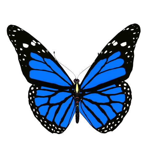Blue Animated Butterfly Png Photo Png Arts