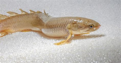 To Study Evolution Scientists Raise Fish That Walk On Land