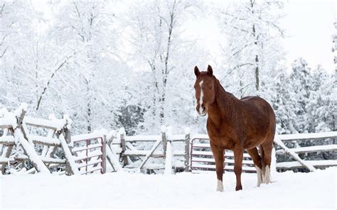 Horses In The Snow Wallpapers Wallpaper Cave