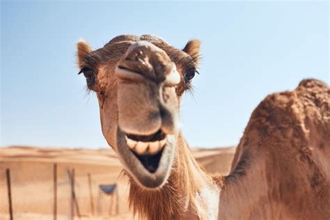 It S Hump Day Camel