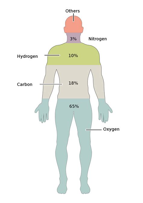 Composition Of The Human Body Wikipedia