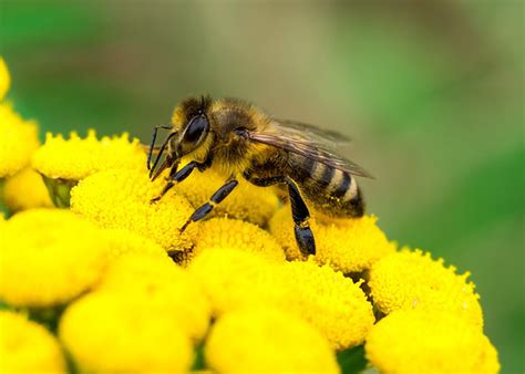 Labeille Linsecte Pollinisateur Indispensable à La Vie