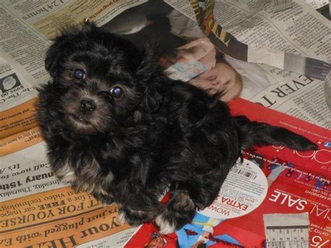Asking obo.send me a message if interested. Purebred Havanese puppies for Sale in Medford, Oregon Classified | AmericanListed.com