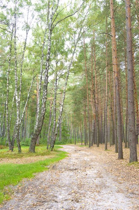 Road Through Pine Forest Stock Image Image Of Forest 21715243