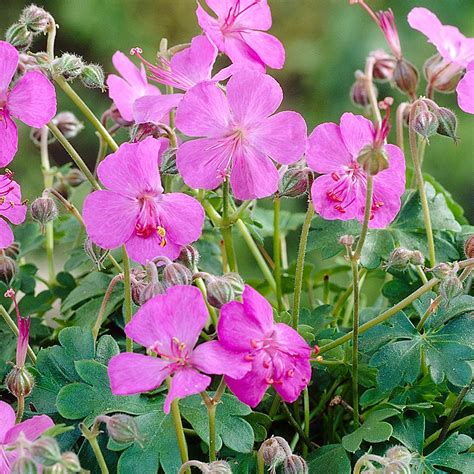 Geranium × Cantabrigiense Westray Pbr Cranesbill Cranesbill