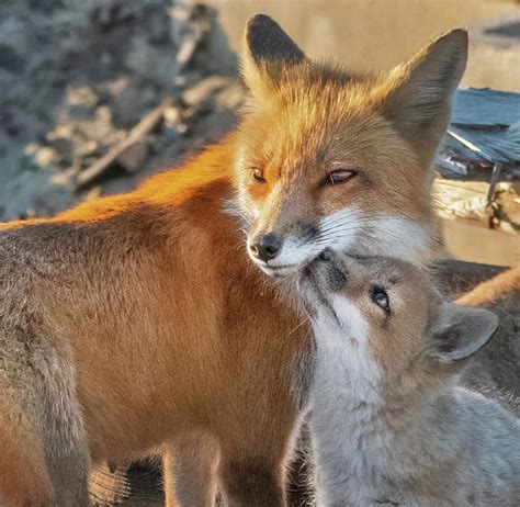 Red Fox Love Photograph By Scott Miller Fine Art America