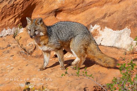 Gray Fox Urocyon Cinereoargenteus Photo 12089