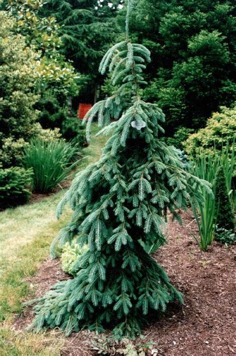 Trees with interesting branching habits are often used as accents in the landscape. Weeping White Spruce... craig loves these. Maybe in front ...