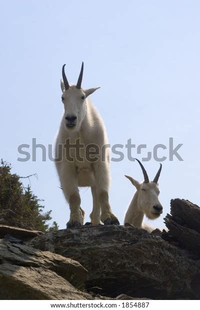 Two Mountain Goats Glacier National Park Stock Photo 1854887 Shutterstock