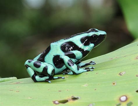 Murfs Wildlife Poison Dart Frogs
