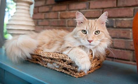 The gentle maine coon personality sets them apart from many breeds of cat and are happy to be handled, which presumably is why they have a loyal in general, due to their unique characteristics, having one of these cats will definitely pice up your home and certainly keep it lively and fun. Maine Coon Cat Characteristics - Maine Coon Expert