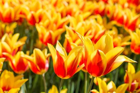 Orange Tulips In Nature In Spring Stock Photo Image Of Color Blossom