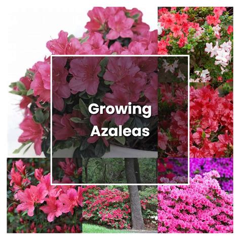 How To Grow Growing Azaleas Plant Care And Tips Norwichgardener