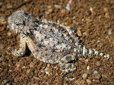 Baby Horned Toad Lizard Wearmoms