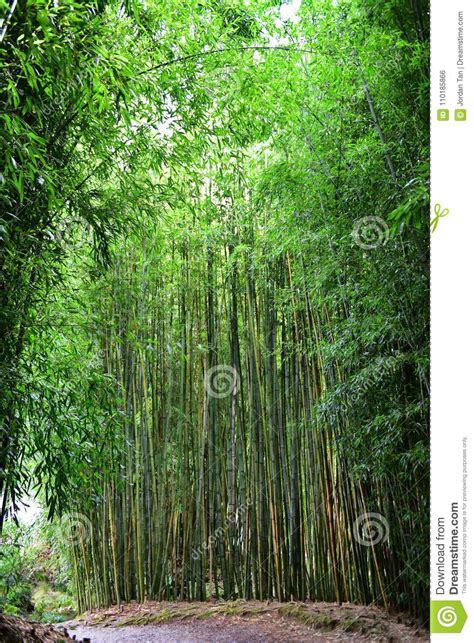 Bamboo Trees In Chinese Scholar S Garden Stock Photo Image Of Blossom