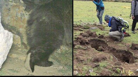 Mystery Of The Yeti May Finally Be Solved With New Images Captured By