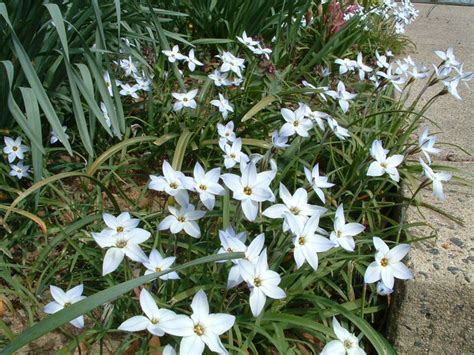White Spring Flowering Bulb Plants Pinterest Spring And Bulbs