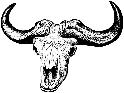 Onlinelabels Clip Art Buffalo Skull