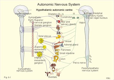 Medical Pharmacology Introduction To The Pharmacology Of The Autonomic Nervous System Ans