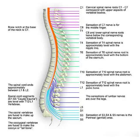 Spinal Trauma Anatomy Oxford Medical Education