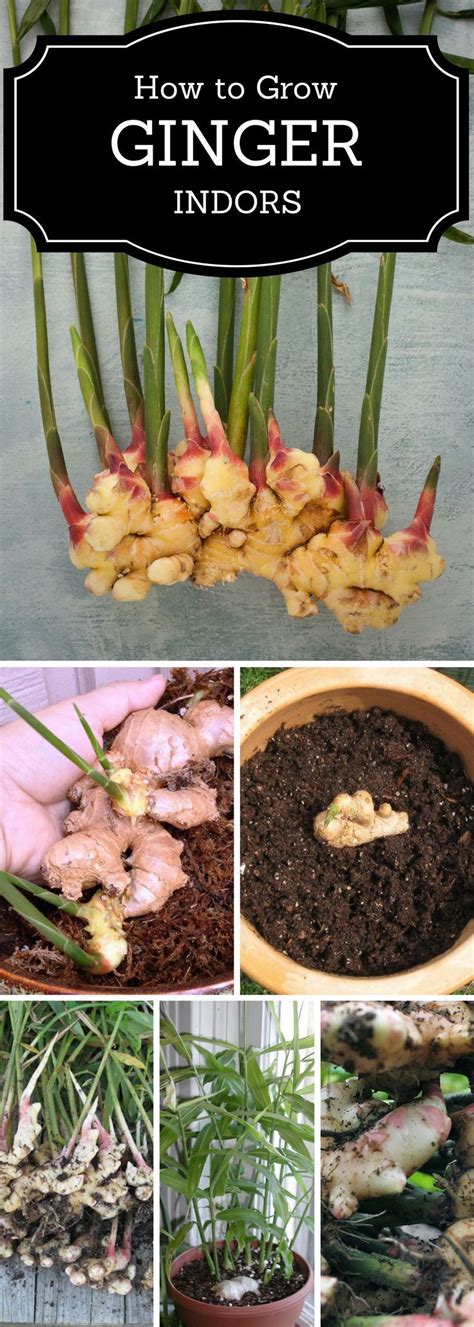 How To Grow Ginger Indoors Step By Step Top TIPS Growing