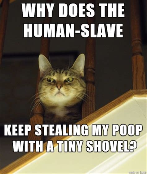 Gather The Prodigious Appropriate Funny Cat Memes