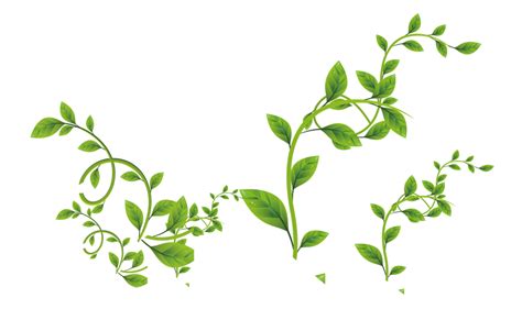 Vine Green Leaves Png Download 1000593 Free Transparent Vine Png