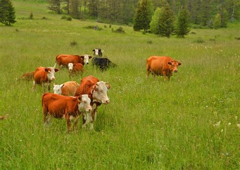 Cows Grazing In A Pasture In The Mountains Stock Image Image Of